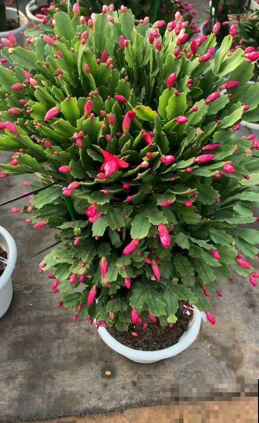 蟹爪兰快苏醒了,养护注意4要点,秋冬才能有花看 蟹爪兰快苏醒了,养护注意4要点,秋冬才能有花看