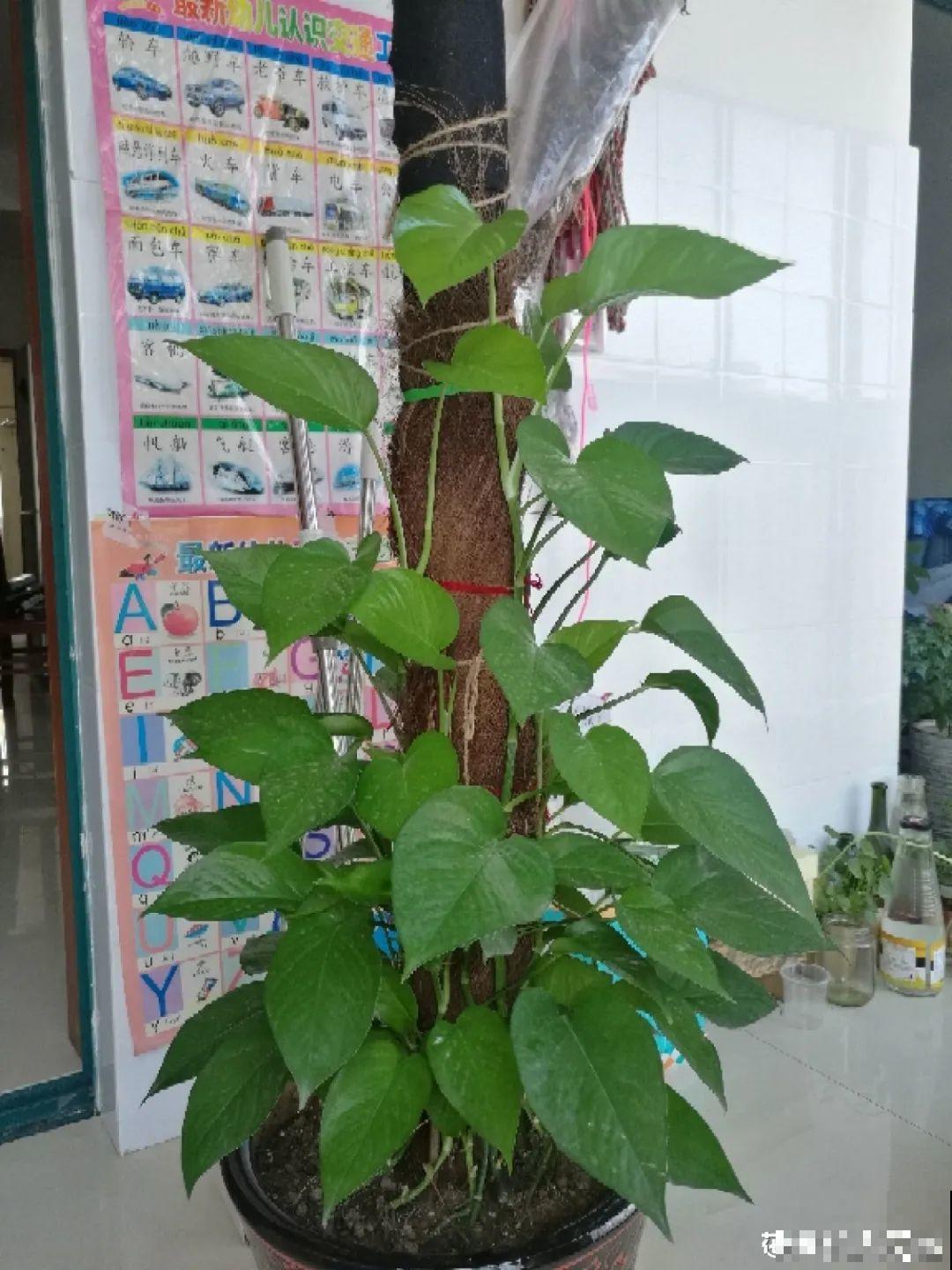 塑料瓶养花真省钱,戳个洞就行,种上吊兰长得超旺 塑料瓶养花真省钱,戳个洞就行,种上吊兰长得超旺