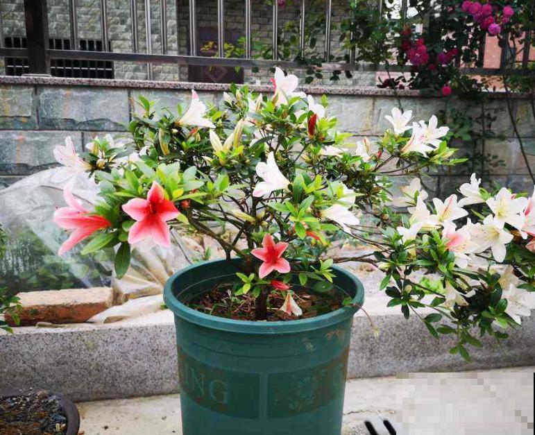 马上处暑了,这5种花最怕闷,别再浇水了! 马上处暑了,这5种花最怕闷,别再浇水了!