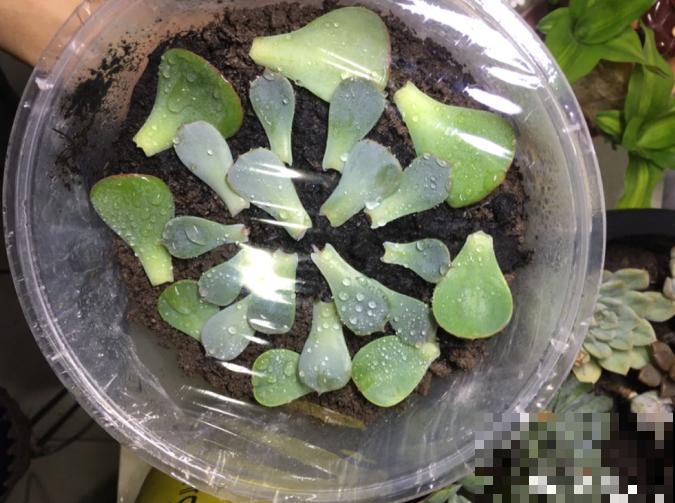 多肉叶插方法详解,一片叶子,就能让你变大户! 多肉叶插方法详解,一片叶子,就能让你变大户!