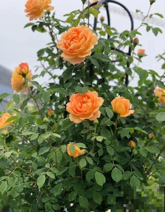 我在公司养300盆花，老板没批评，还帮忙拍照！