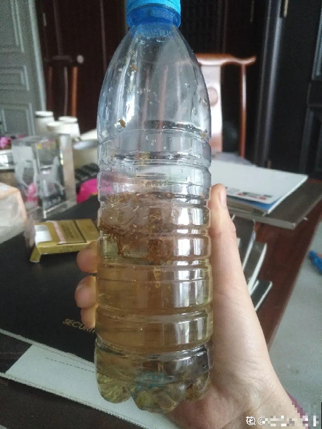 秋天虫子泛滥，不注意预防，家里的花都遭殃！