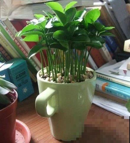 旧筷子、老干妈瓶，都是养花宝贝，做盆浇水都能用！