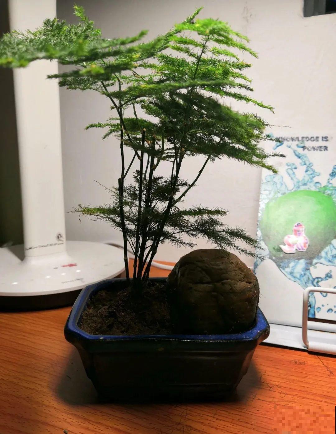 花盆越大越好看？错了，小盆种花美到窒息！