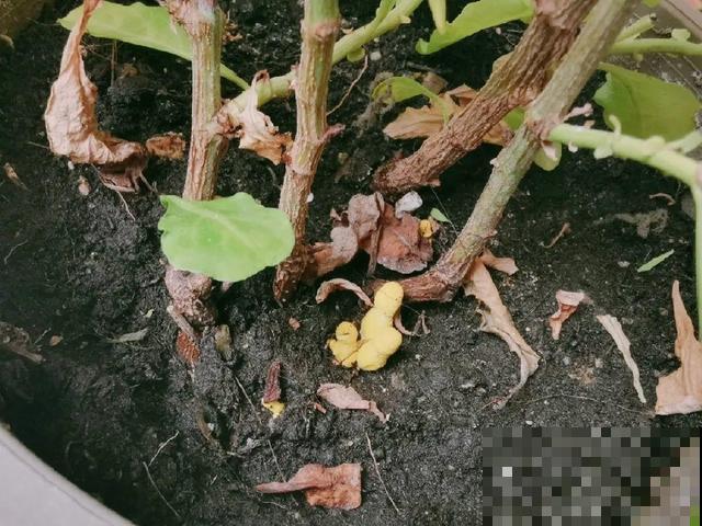 4种养花夺命水，秋天不要浇，一浇花就死！