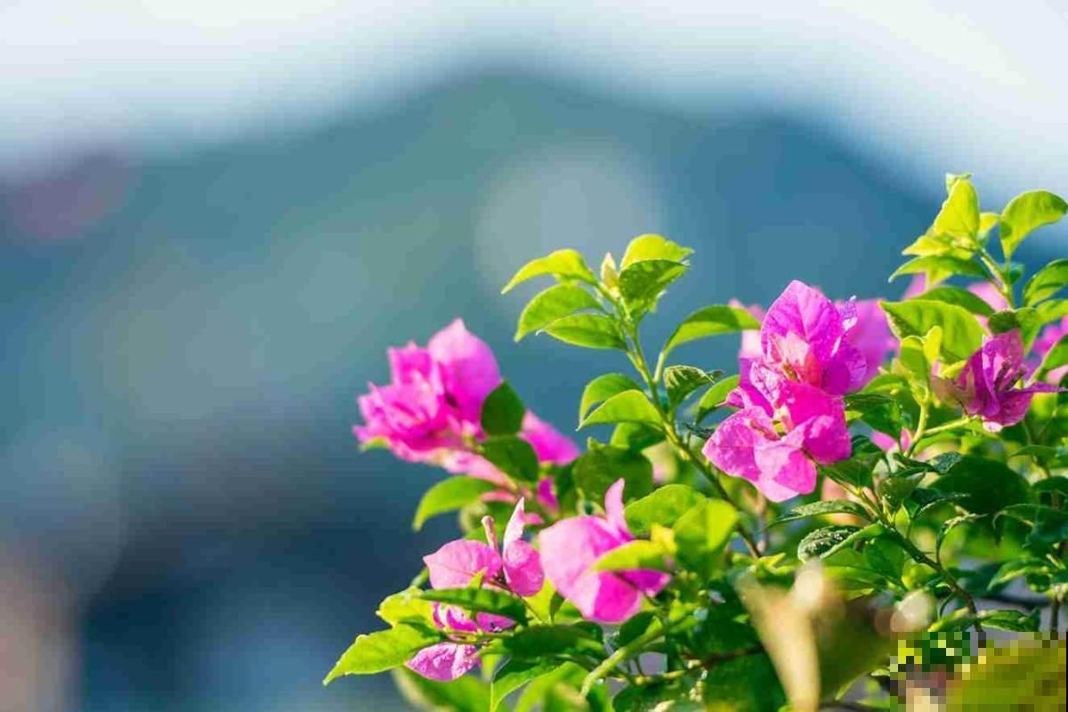 秋季养花大合集，30种花，你想要的我全有！