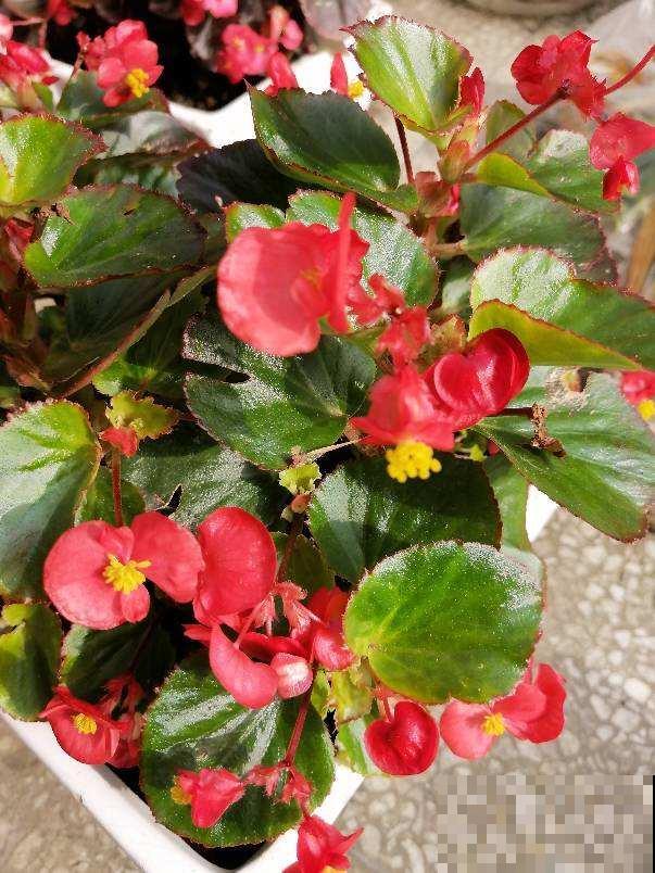 浇水别洒到叶子上,尤其是这6种,不然烂叶烂花芽 浇水别洒到叶子上,尤其是这6种,不然烂叶烂花芽