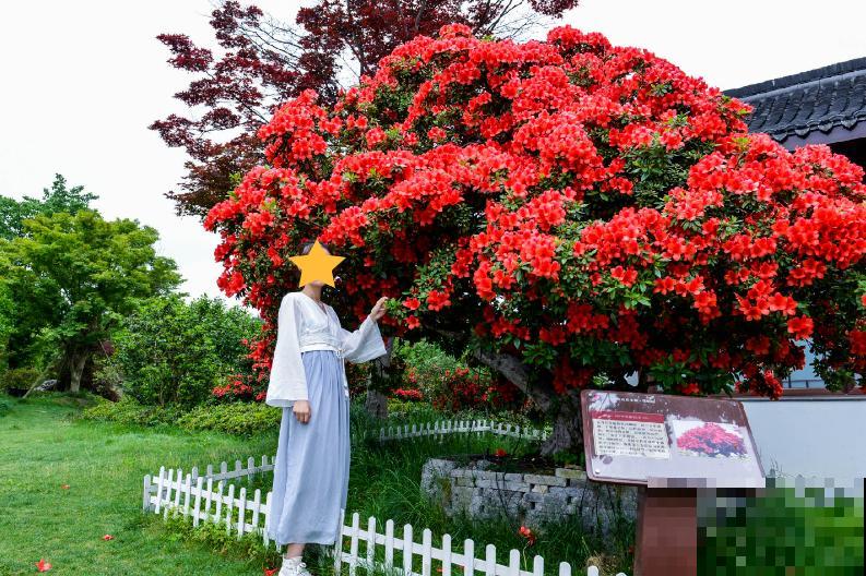 407岁古树，熊孩子玩火烧坏，只剩树皮还能活？