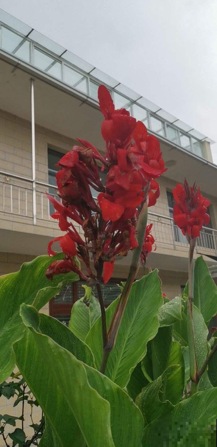 院子里种几棵美人蕉,从夏开到秋,美爆了! 院子里种几棵美人蕉,从夏开到秋,美爆了!