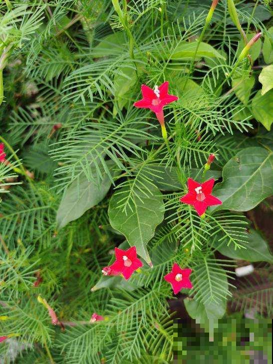 家里南阳台,就得种点阳性花,太阳越大开花越多 家里南阳台,就得种点阳性花,太阳越大开花越多