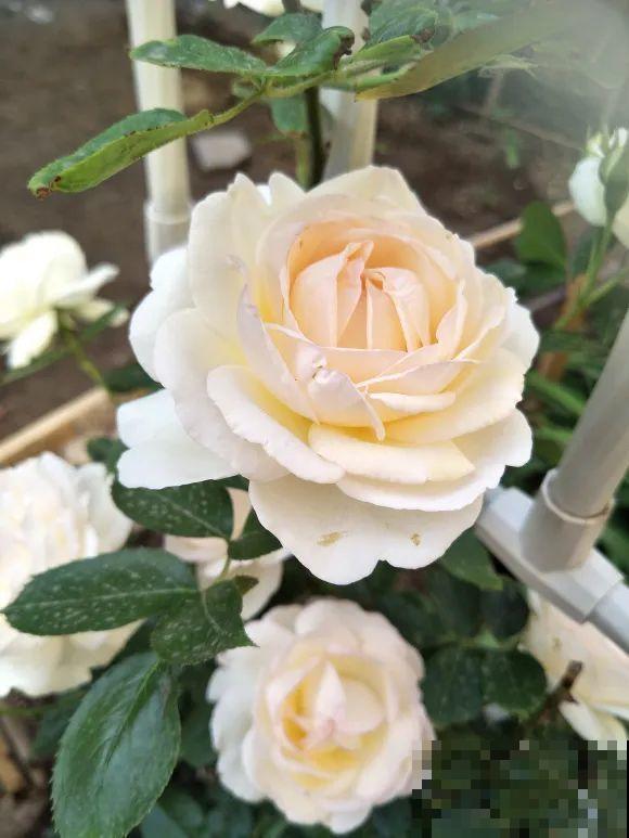 白色蜀葵竟被拦腰折断,说是因为颜色不吉利,真无语! 白色蜀葵竟被拦腰折断,说是因为颜色不吉利,真无语!