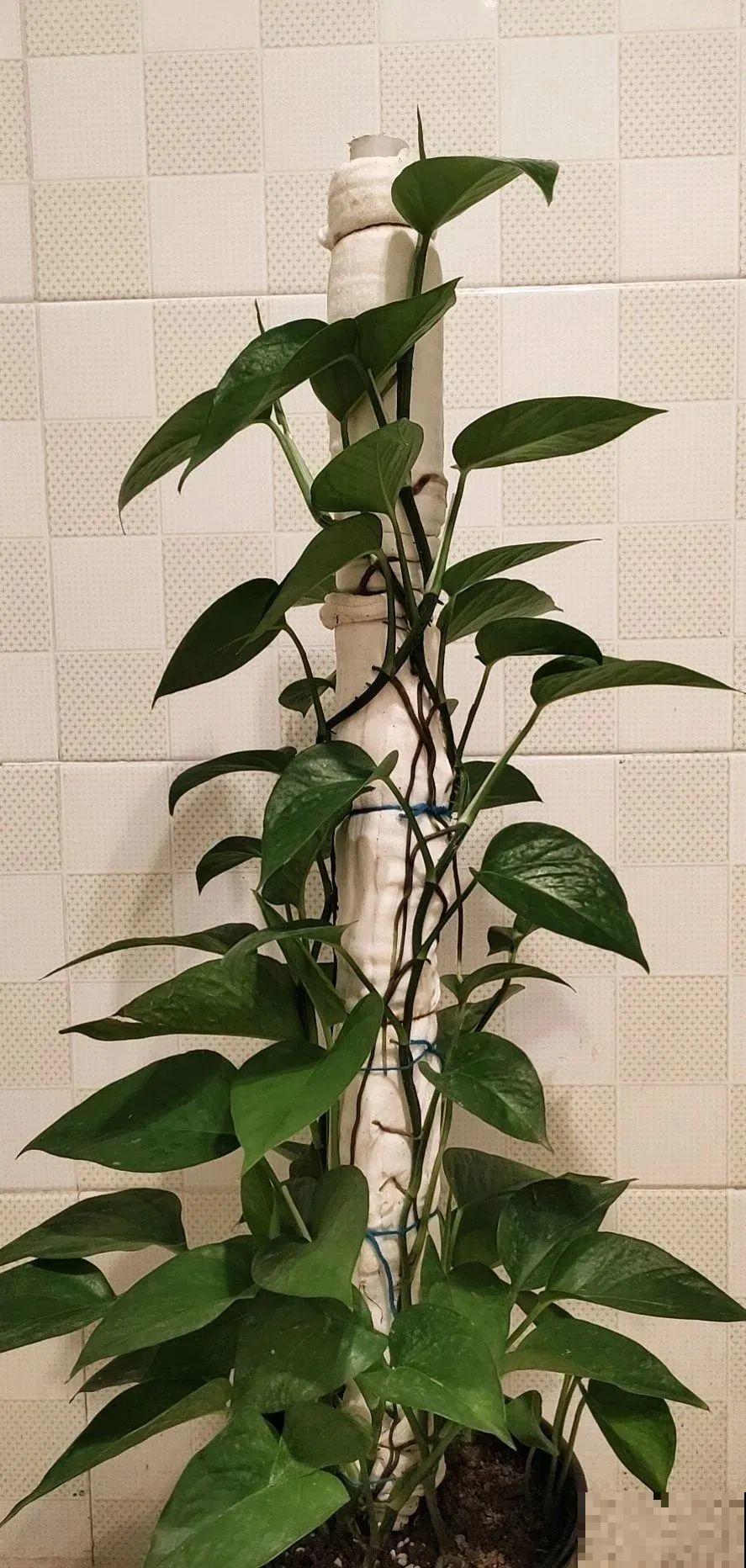 塑料瓶养花真省钱,戳个洞就行,种上吊兰长得超旺 塑料瓶养花真省钱,戳个洞就行,种上吊兰长得超旺