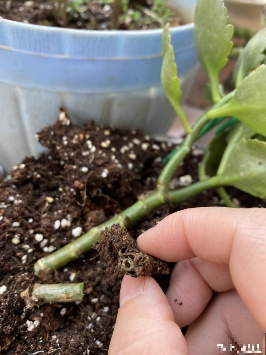 秋凉容易生虫子，月季招来害虫，必须赶紧换盆