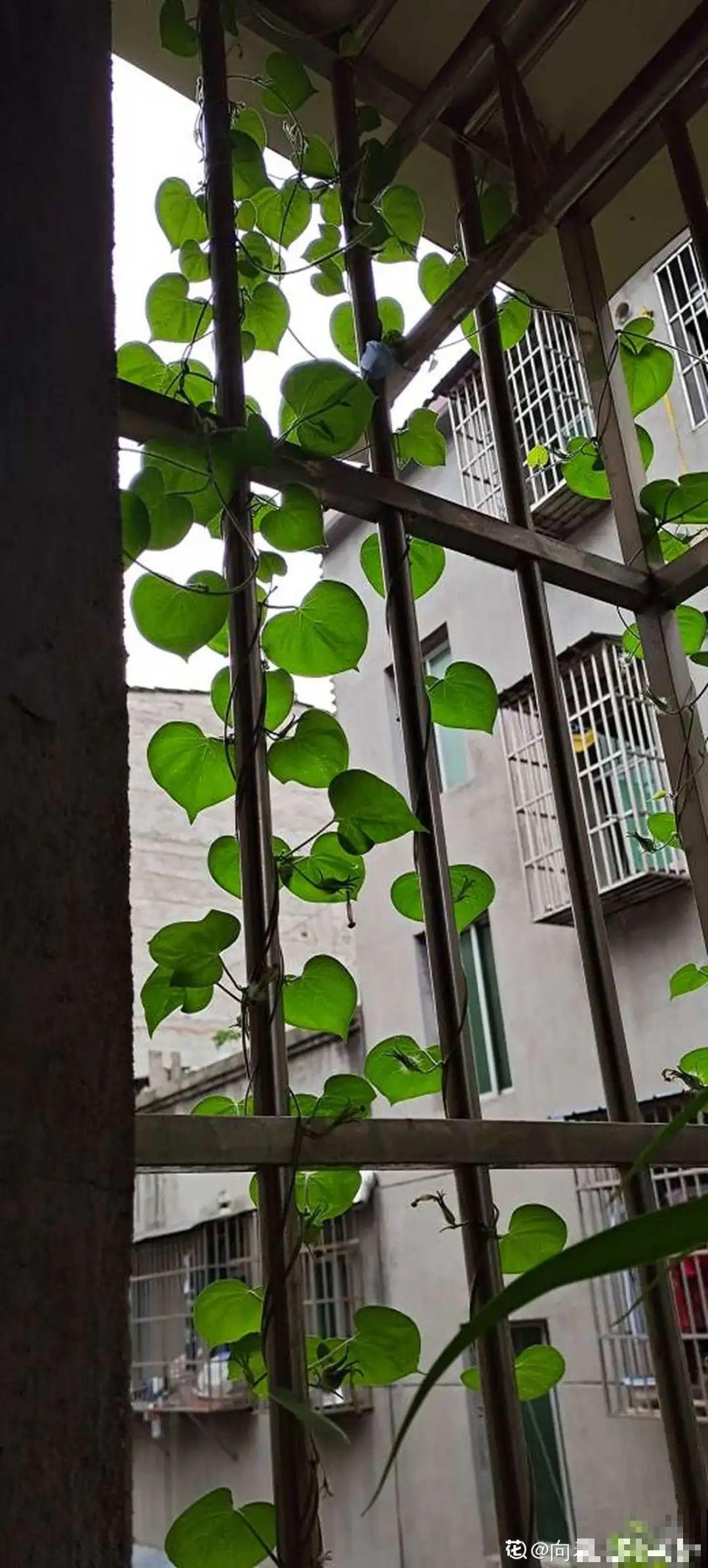 家里4个角落别浪费，分别养些好看的花，一年就能变花园！