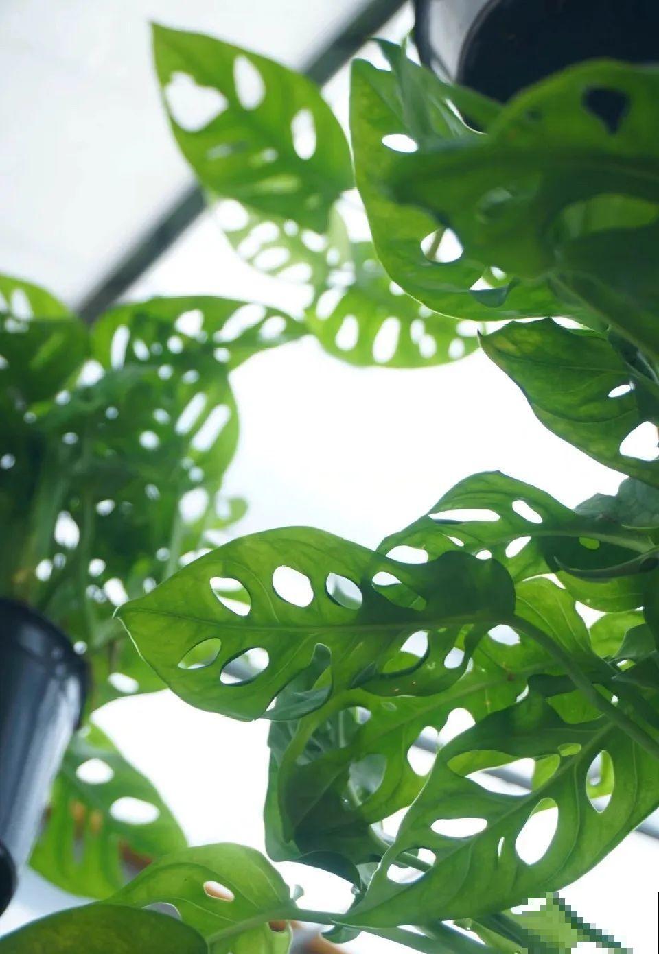 龟背竹是“吸废气”高手，家里放一盆，门窗紧闭也能空气清新！