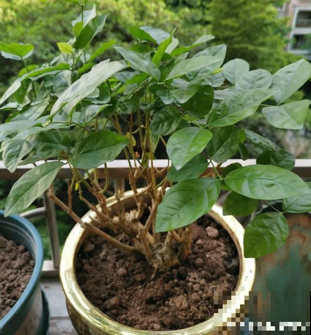 20种花,天凉了赶紧剪,来年开花有多又艳! 20种花,天凉了赶紧剪,来年开花有多又艳!