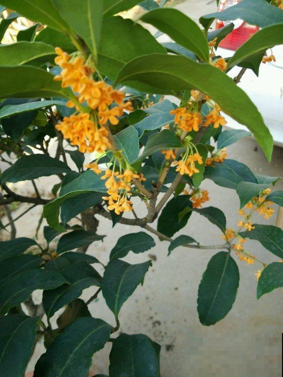 家里养桂花，这4件事不要做，不然叶子掉光光