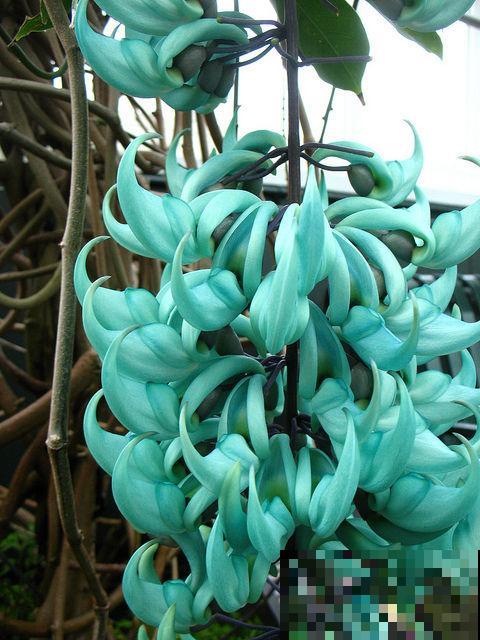 9种罕见又美妙的植物,你要认识一种,我都承认你厉害! 9种罕见又美妙的植物,你要认识一种,我都承认你厉害!