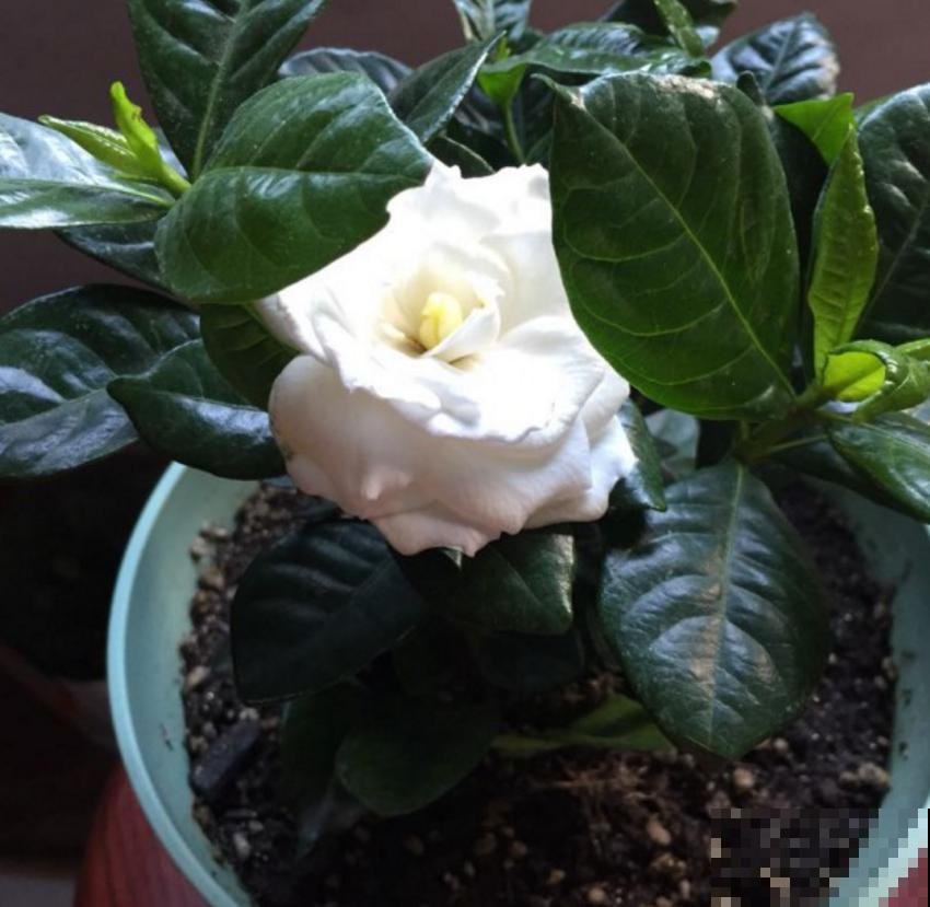 “双刃剑”硫酸亚铁，别乱用，用对方法很重要！