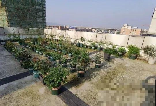 我在公司养300盆花，老板没批评，还帮忙拍照！