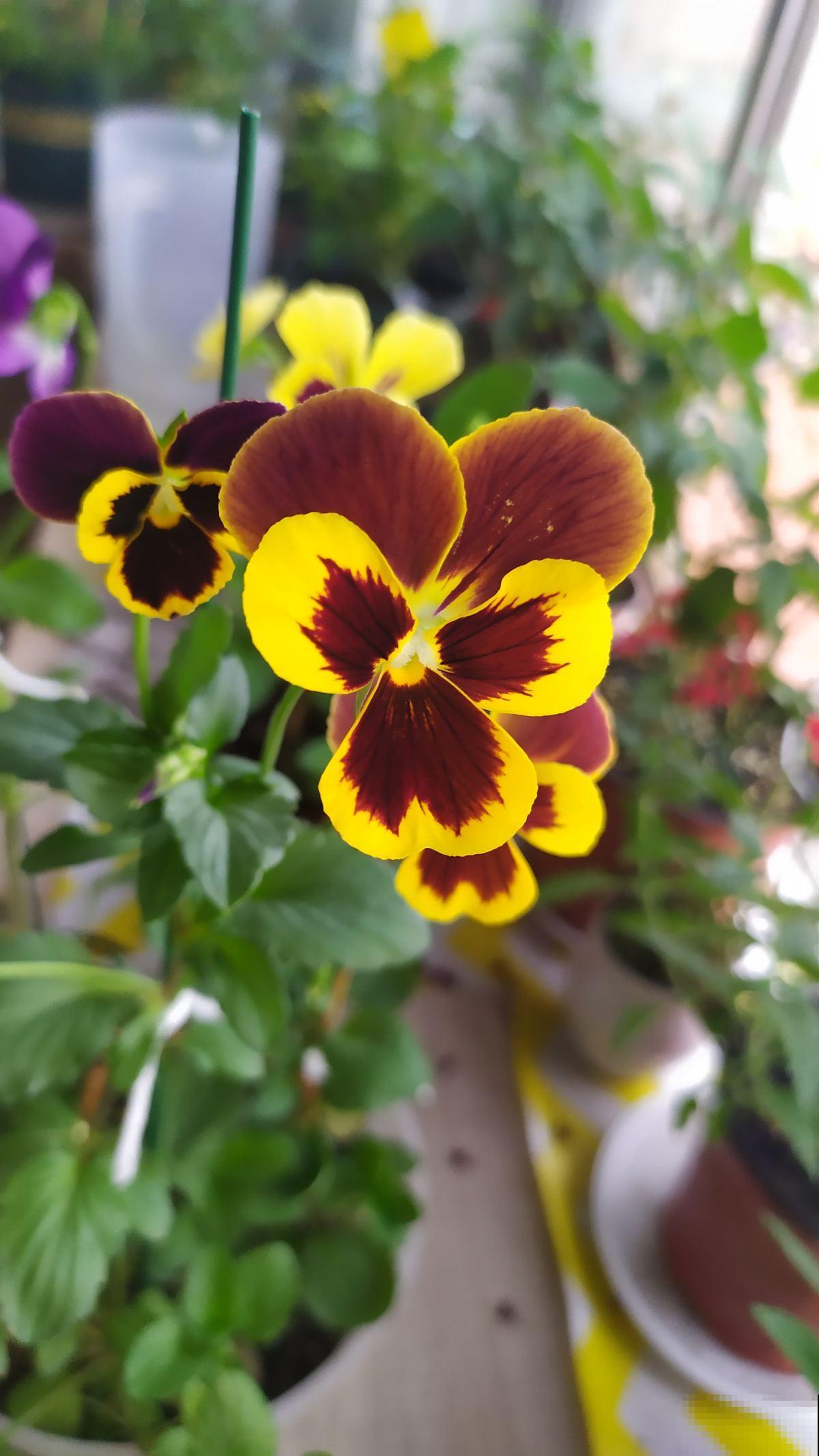 三色堇能开3种颜色，开花就像小蝴蝶，能开一秋天