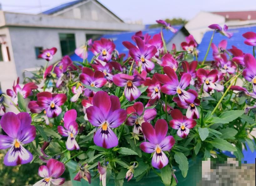 5种名字叫蝴蝶的花，全认识的没几个，最后一种长得太像了！