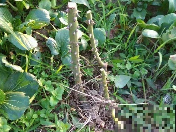 现在开始，这10种花不能剪，剪了开花难！