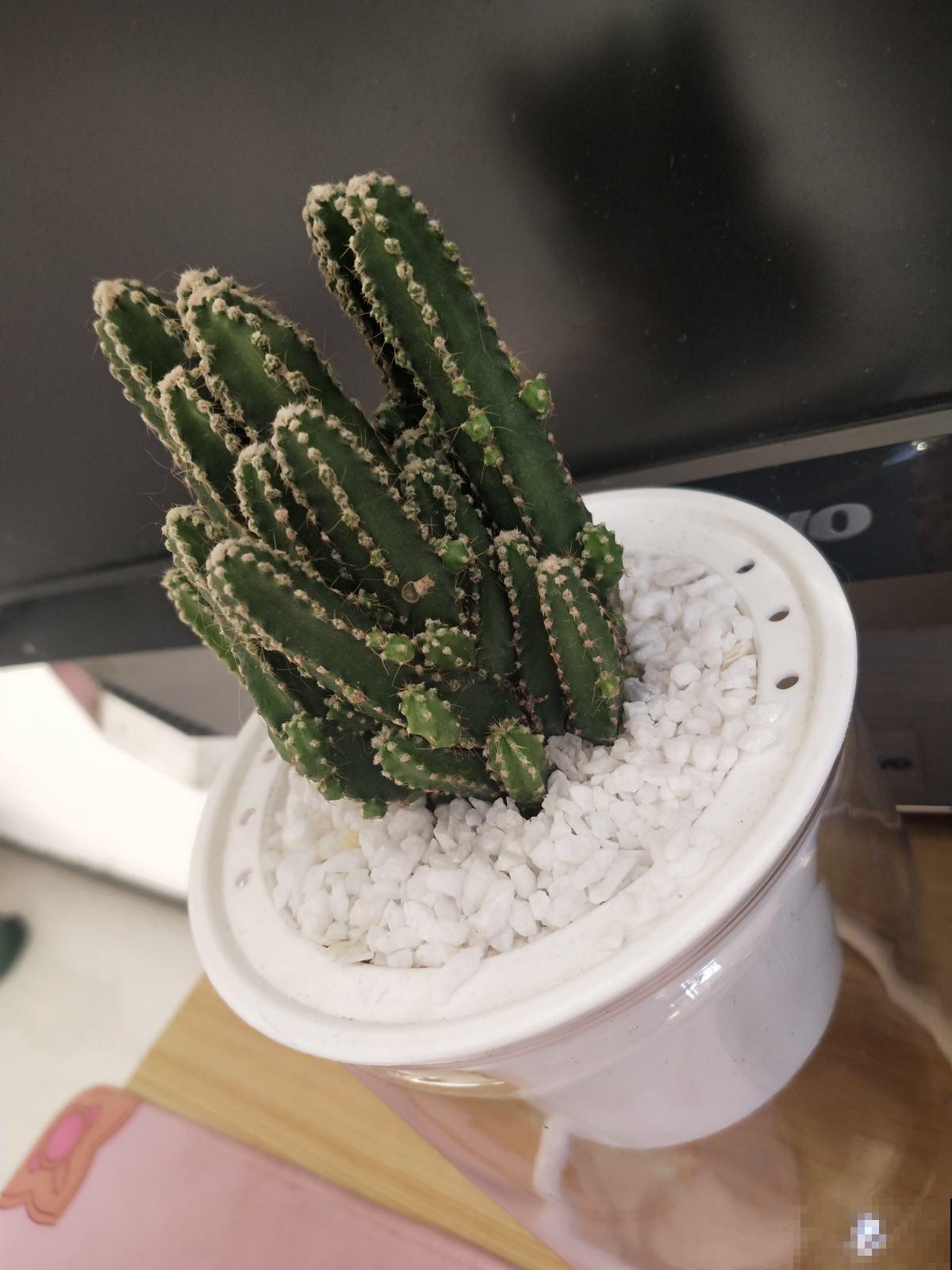 摆上这些北欧风的网红植物,家里想不高大上都难! 摆上这些北欧风的网红植物,家里想不高大上都难!