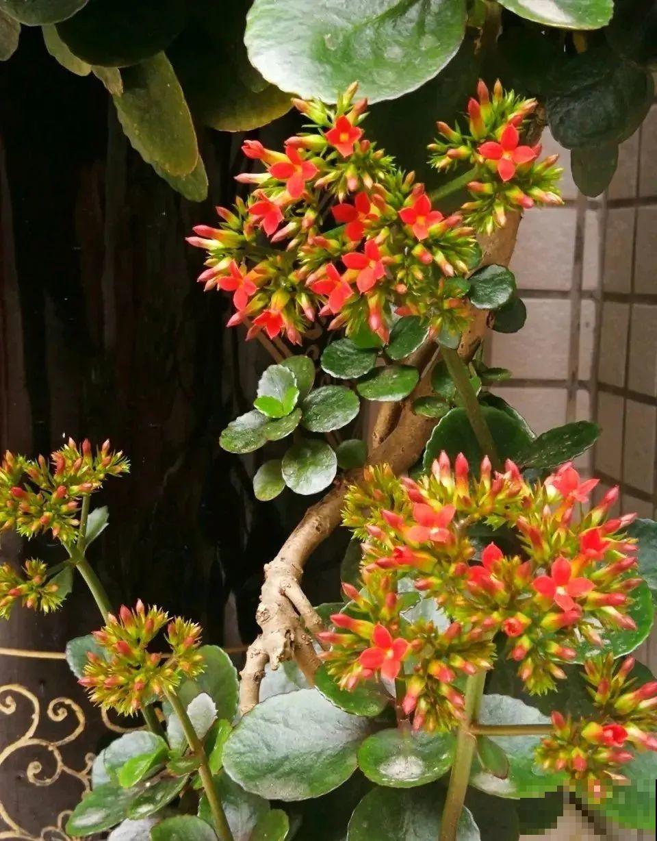 1米7的天竺葵，开花成瀑布，太震撼了