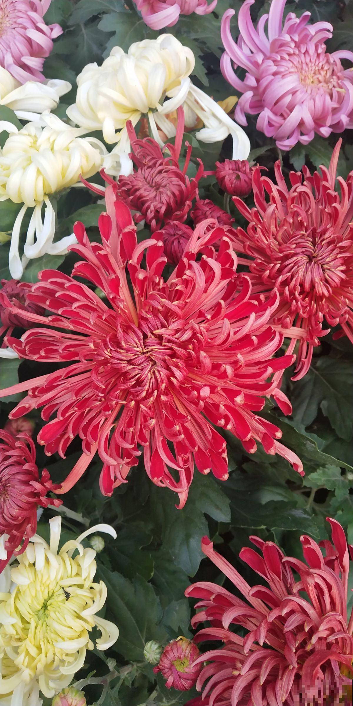 高贵如菊花,秋季标配,种上1盆全家赏! 高贵如菊花,秋季标配,种上1盆全家赏!