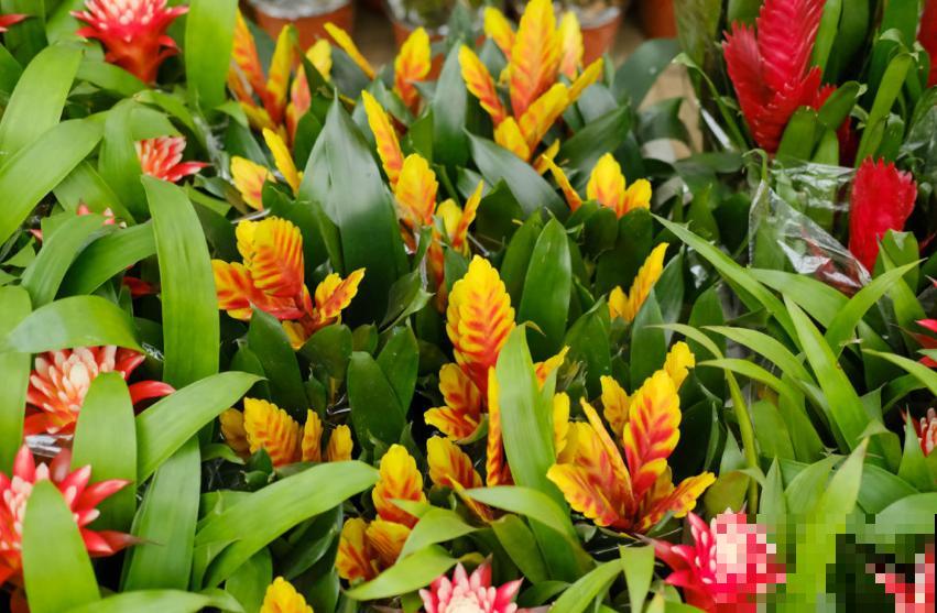 凭借“死亡芭比粉”,虏获无数花友的心,当属铁兰! 凭借“死亡芭比粉”,虏获无数花友的心,当属铁兰!