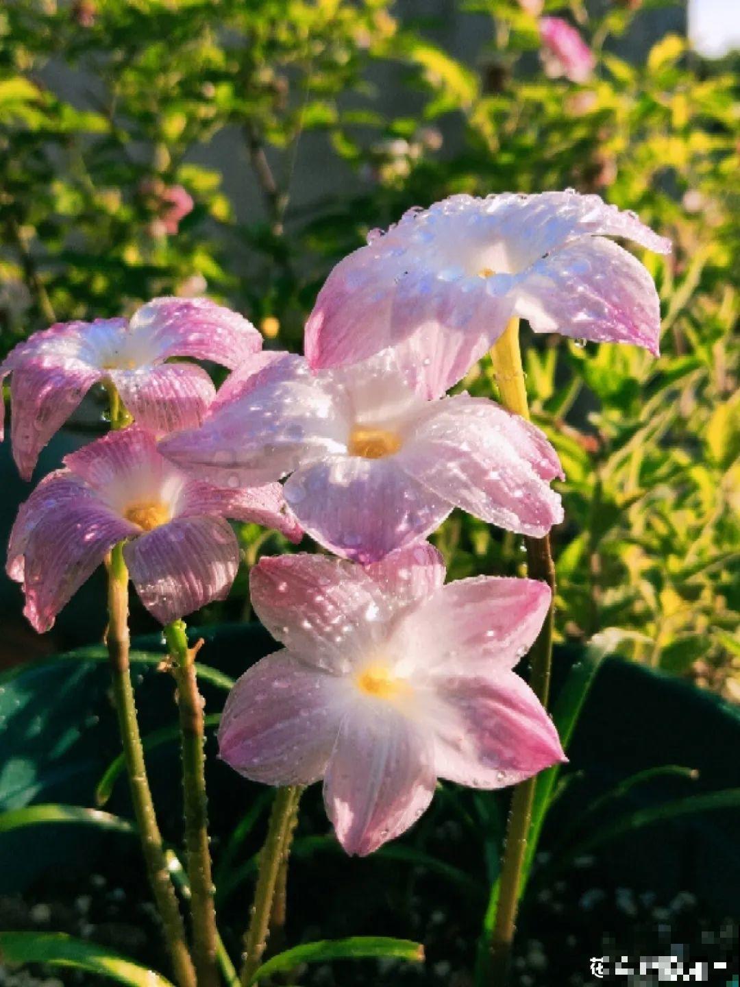 她在屋檐上养花，每天爬上爬下，乐在其中！