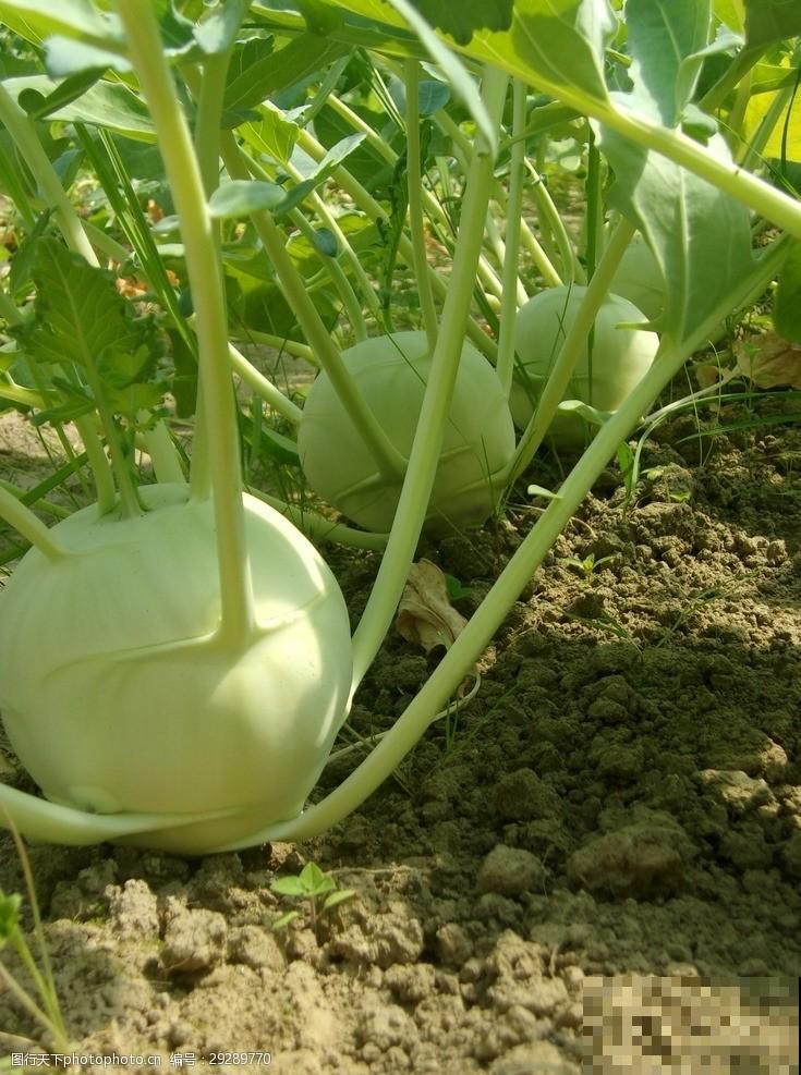 农村常见的“撇拉疙瘩”,炒菜凉拌都好吃,现在见得少 农村常见的“撇拉疙瘩”,炒菜凉拌都好吃,现在见得少