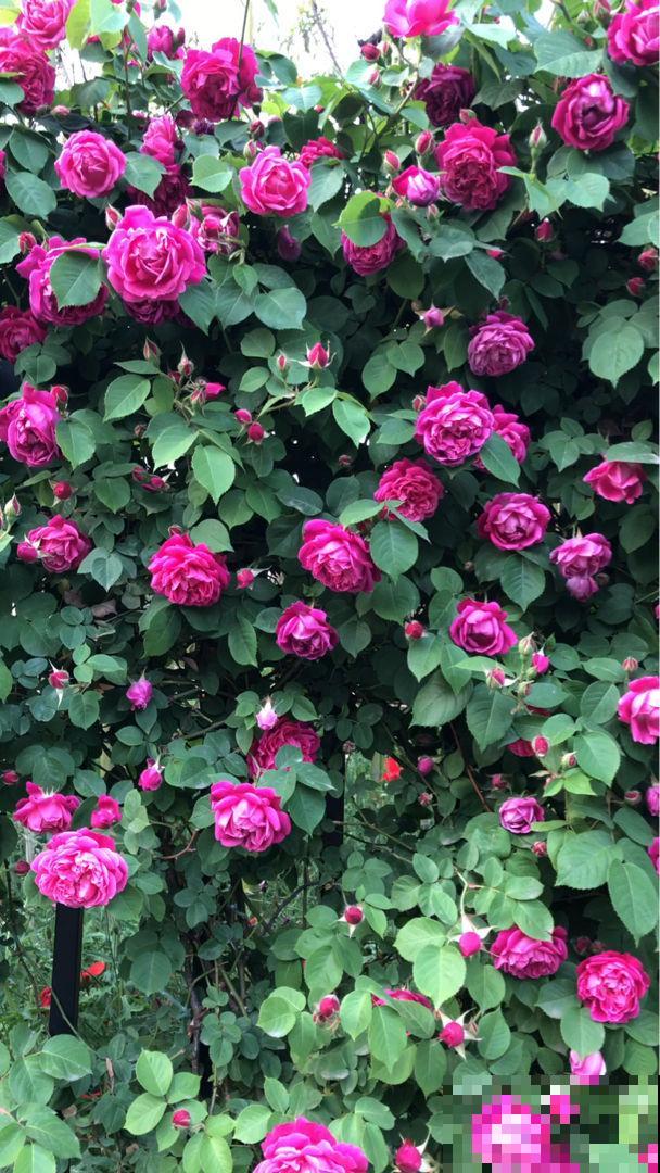 家里4个角落别浪费，分别养些好看的花，一年就能变花园！