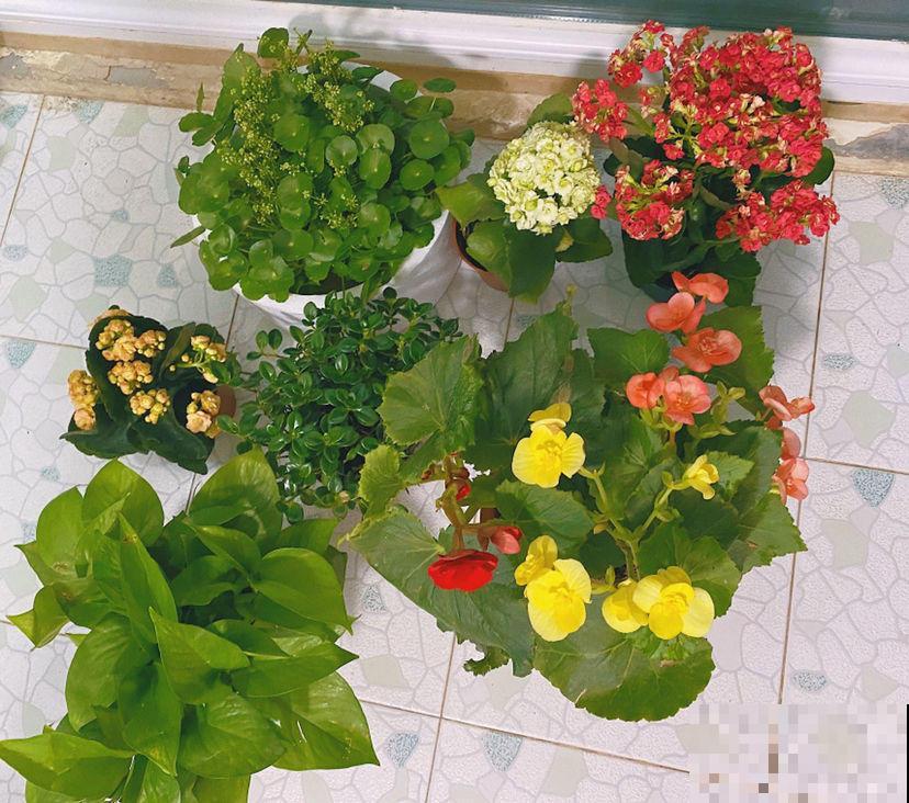 秋季养花大合集，30种花，你想要的我全有！