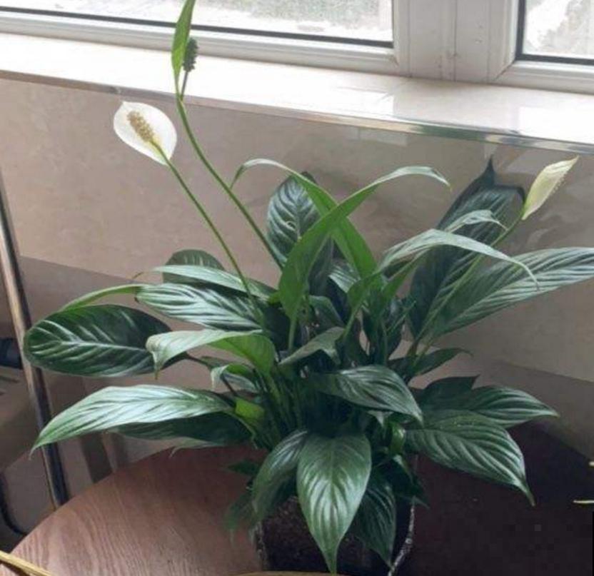 白鹤芋,净化能力特好,种在卧室轻松好梦! 白鹤芋,净化能力特好,种在卧室轻松好梦!