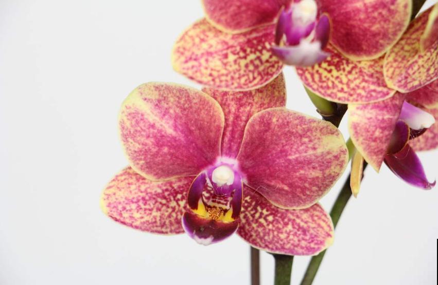 秋天养盆蝴蝶兰，种出年宵花，省钱到家了！