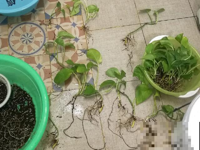 8种花换盆,换好了生一堆,换错立马死! 8种花换盆,换好了生一堆,换错立马死!