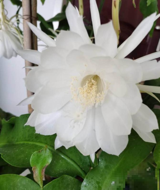 昙花也能白天开？关小黑屋就行，特别简单！