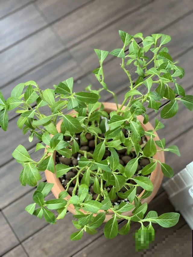 8种花要舍得掐,才能越长越旺盛 8种花要舍得掐,才能越长越旺盛