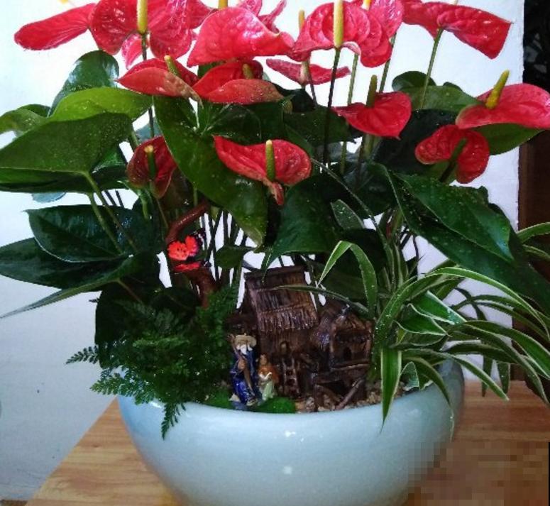 漂亮的花烛,红得像火,家里种一盆特喜庆! 漂亮的花烛,红得像火,家里种一盆特喜庆!