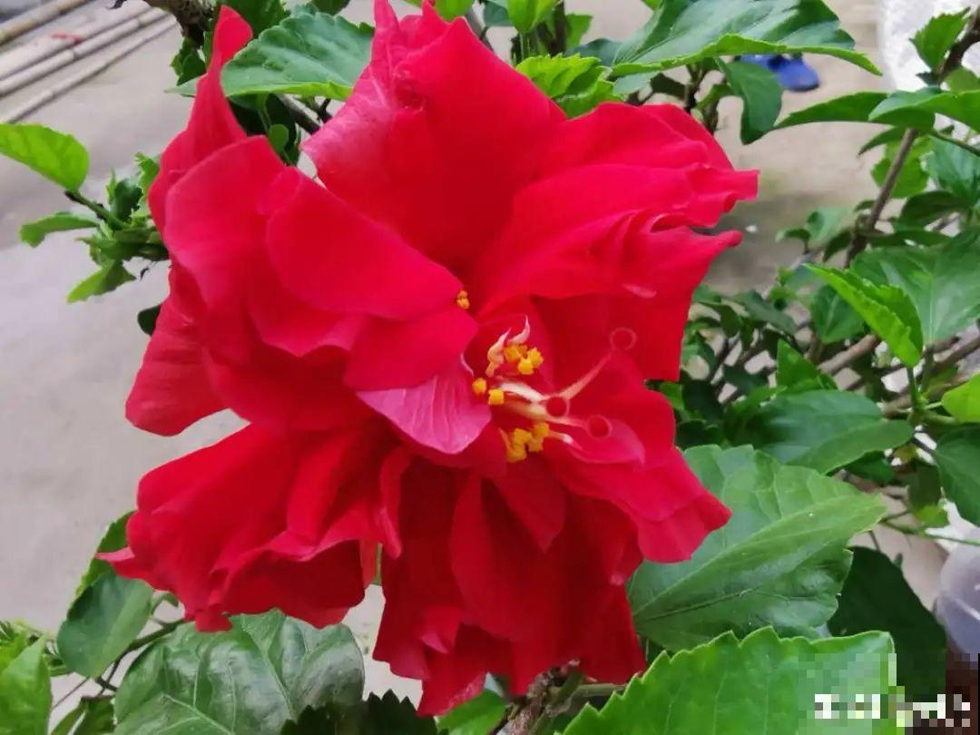 白色蜀葵竟被拦腰折断,说是因为颜色不吉利,真无语! 白色蜀葵竟被拦腰折断,说是因为颜色不吉利,真无语!