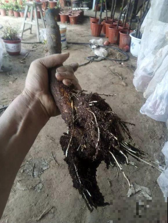 扦插有啥难？1根吸管，插活6盆花，太简单了！