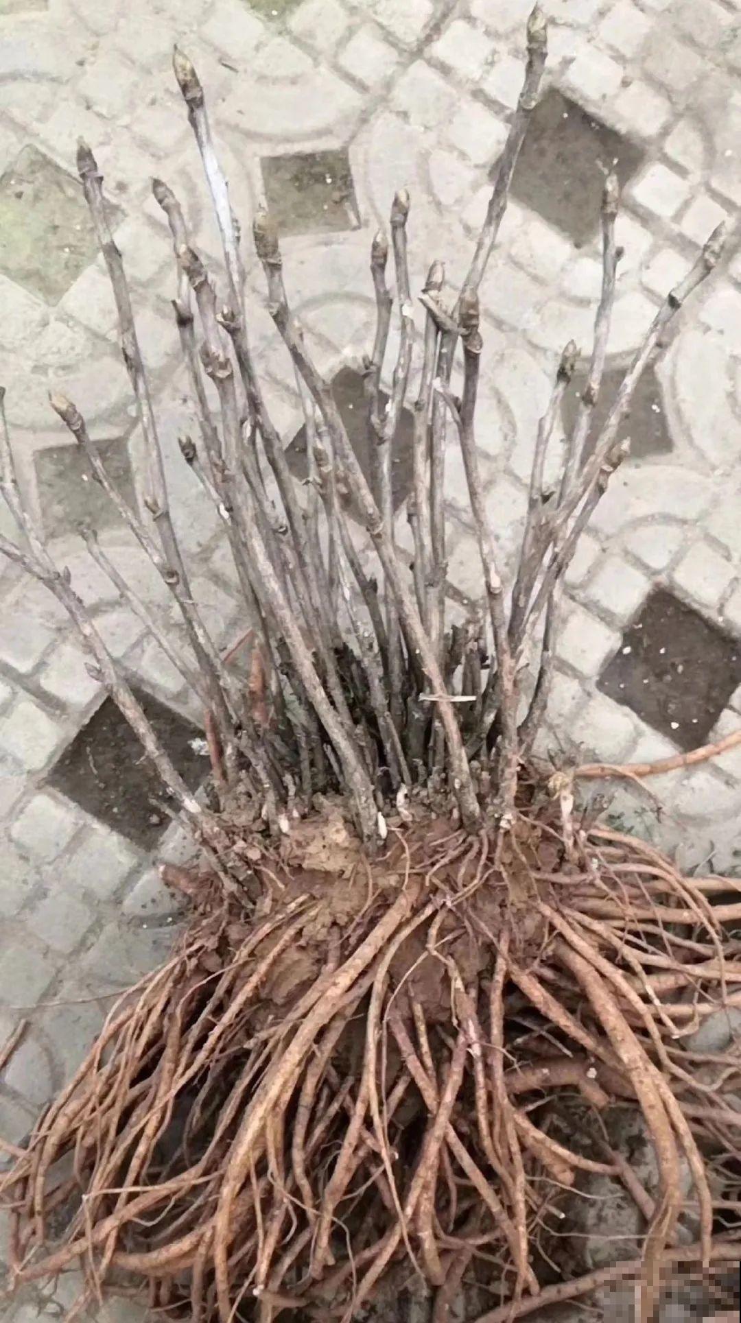 下个月开始，这10种花不能剪，剪了没花看，白养大半年！