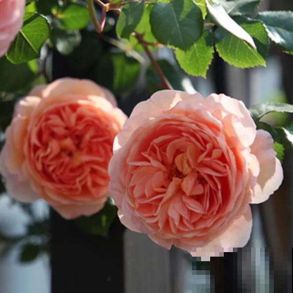 10种月季枝条太软，大家都说垂头，结果吊起来养超惊艳！