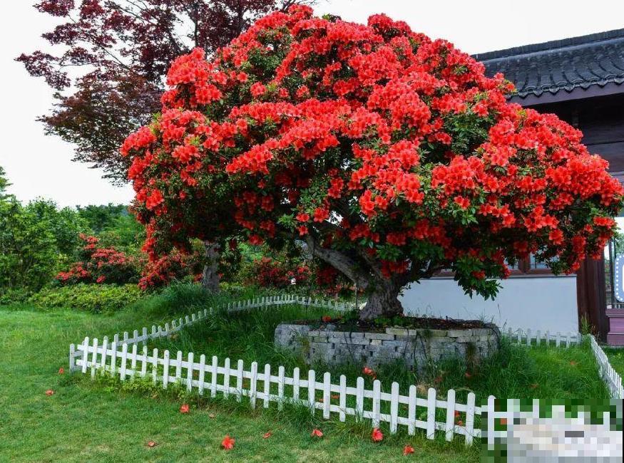 407岁古树，熊孩子玩火烧坏，只剩树皮还能活？