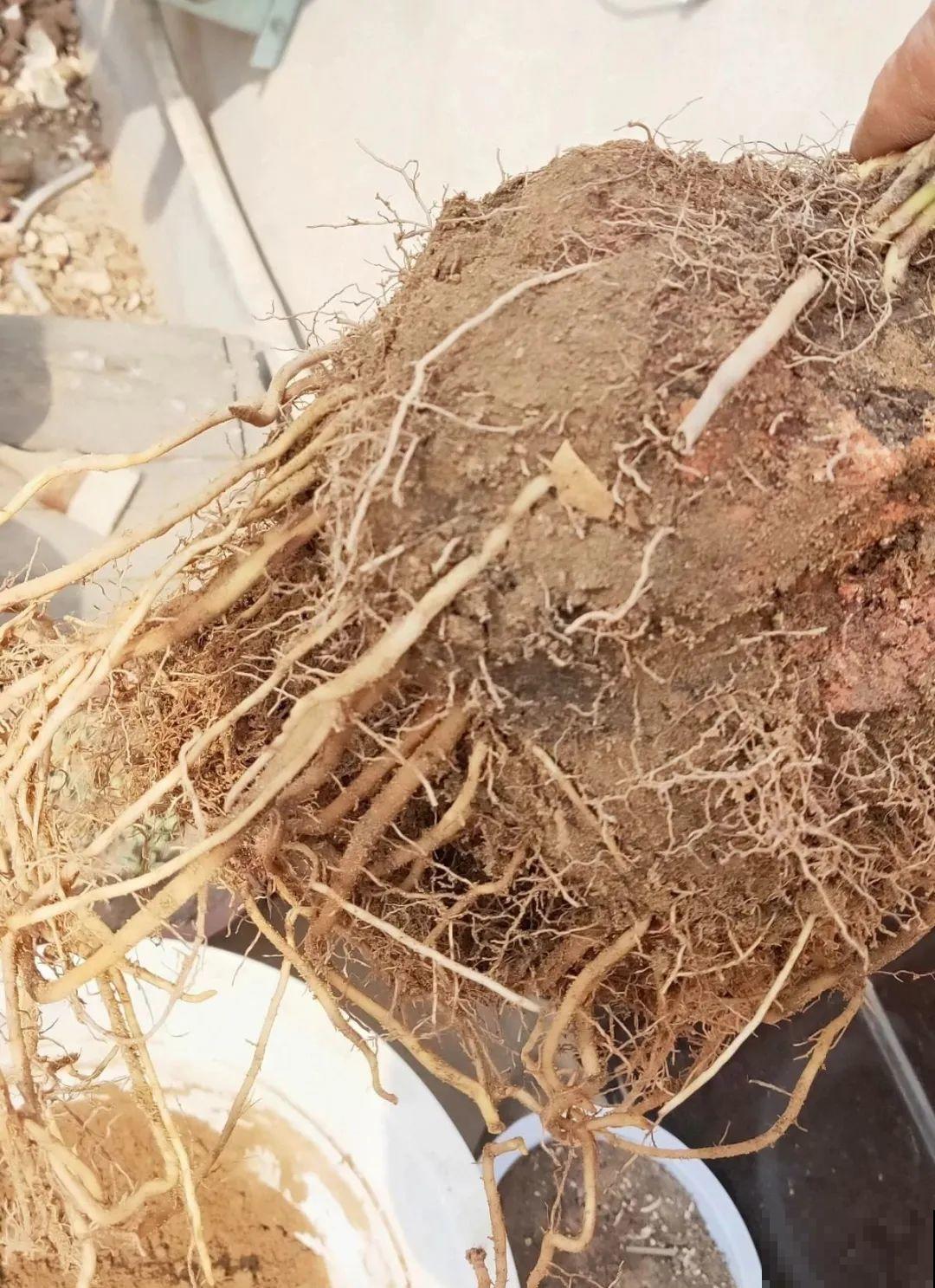 都说这花很好养,为啥还是养死了?就是因为管不住手! 都说这花很好养,为啥还是养死了?就是因为管不住手!