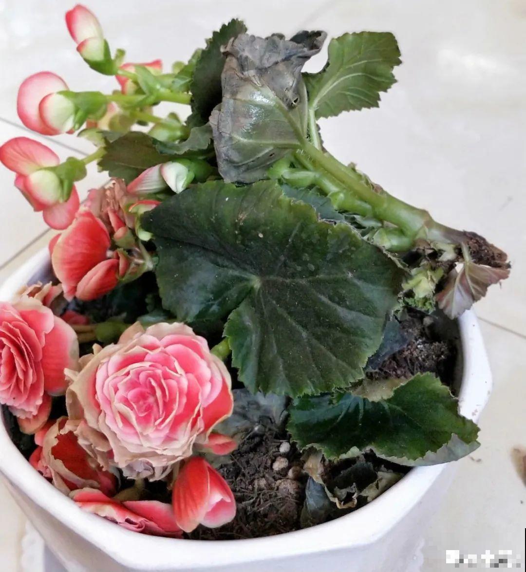 公认难养的花,养一盆死一盆,从来没有养活过! 公认难养的花,养一盆死一盆,从来没有养活过!