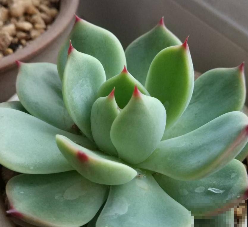 遇到玄灰蝶要小心,赶快防护,泛滥之后让你哭! 遇到玄灰蝶要小心,赶快防护,泛滥之后让你哭!