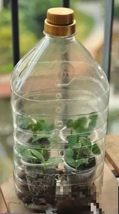 旧筷子、老干妈瓶，都是养花宝贝，做盆浇水都能用！